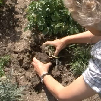 Stell av roser Stell av roser